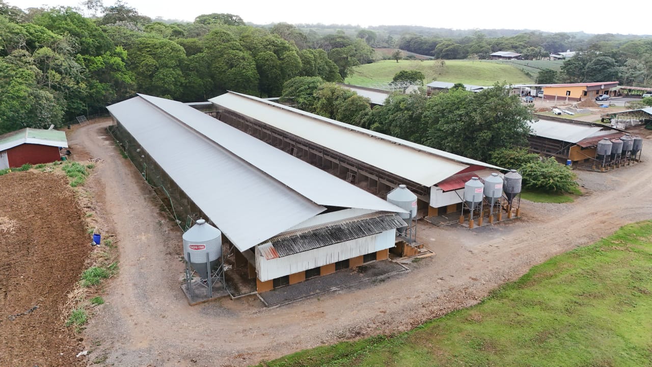 Galpón de producción con los silos de alimento