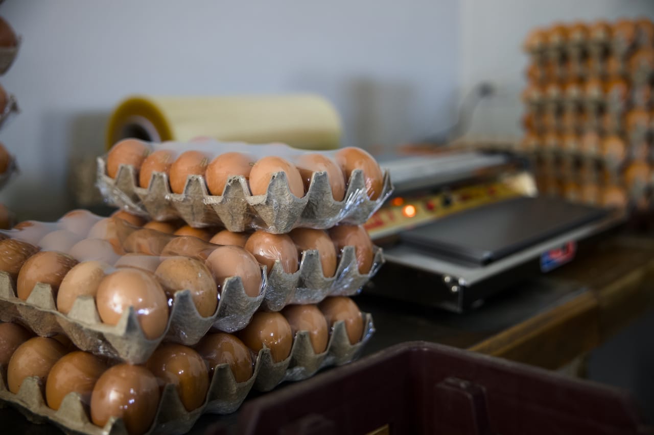 Huevo fresco empacado en la sala de proceso de la granja