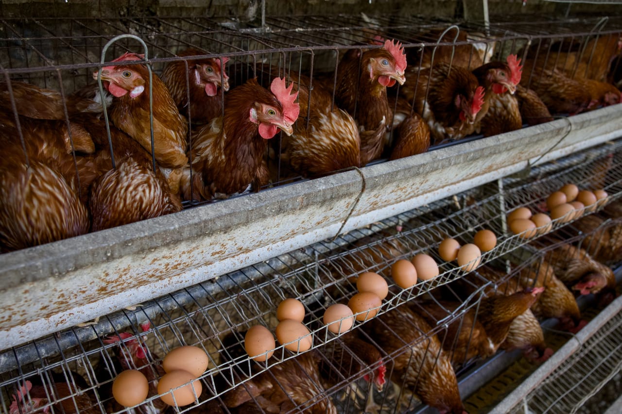 Gallinas ponedoras y huevos sobre la banda recolectora